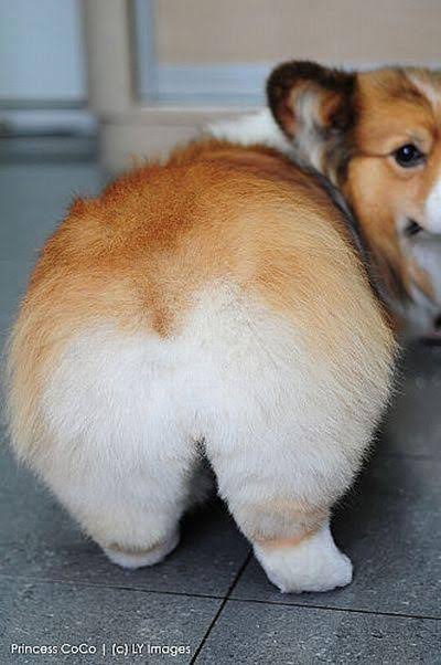 セクシーポーズな動物画像を笑いながら愛でるトピ