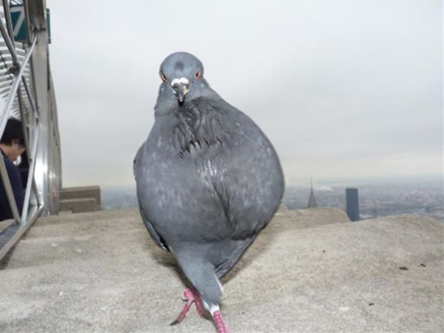 セクシーポーズな動物画像を笑いながら愛でるトピ