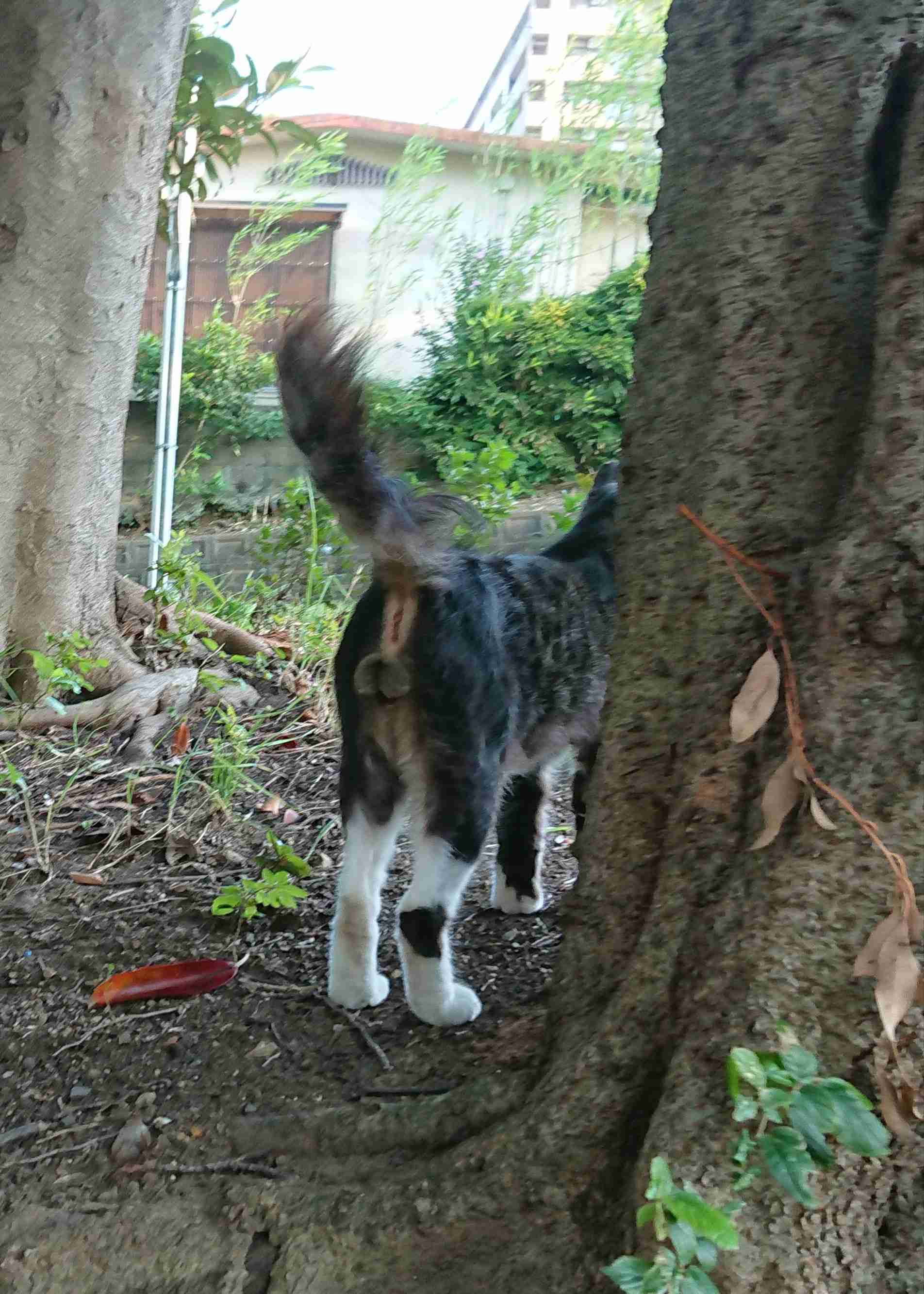 セクシーポーズな動物画像を笑いながら愛でるトピ