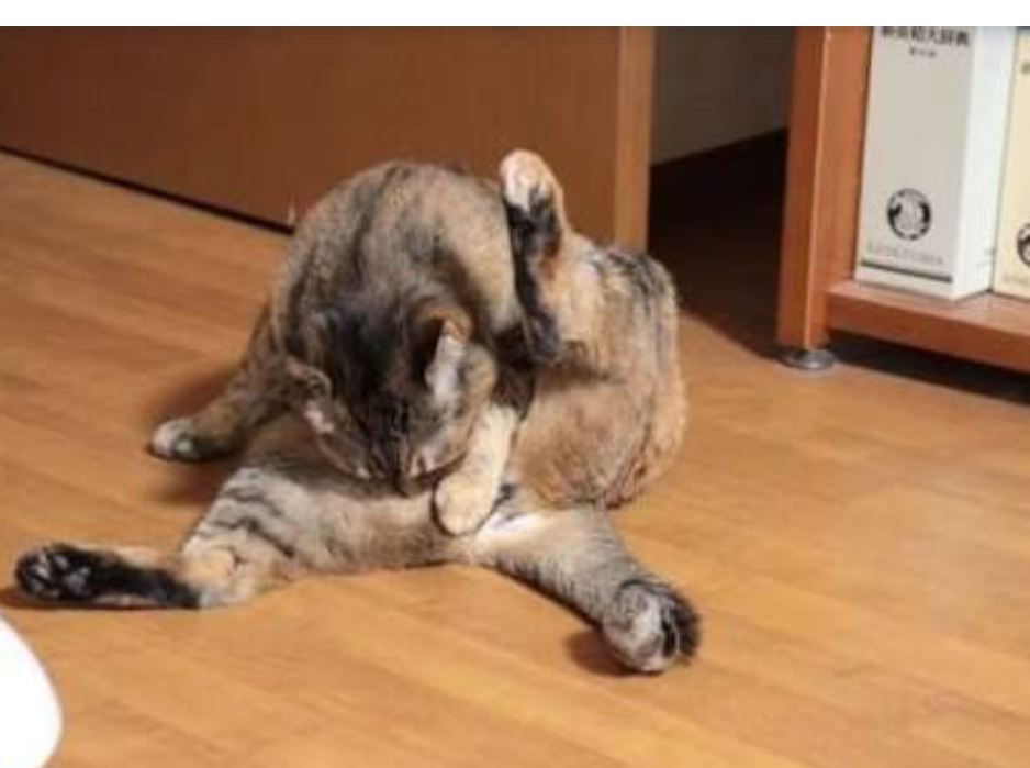 セクシーポーズな動物画像を笑いながら愛でるトピ