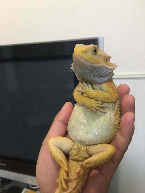 セクシーポーズな動物画像を笑いながら愛でるトピ