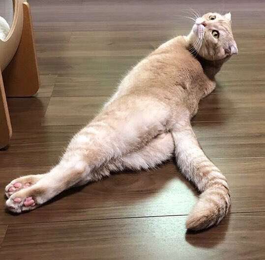 セクシーポーズな動物画像を笑いながら愛でるトピ