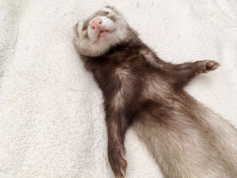 セクシーポーズな動物画像を笑いながら愛でるトピ