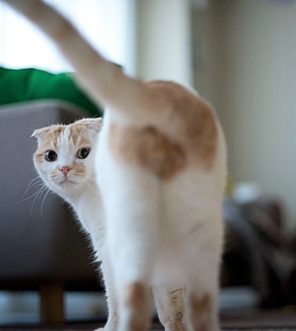 セクシーポーズな動物画像を笑いながら愛でるトピ