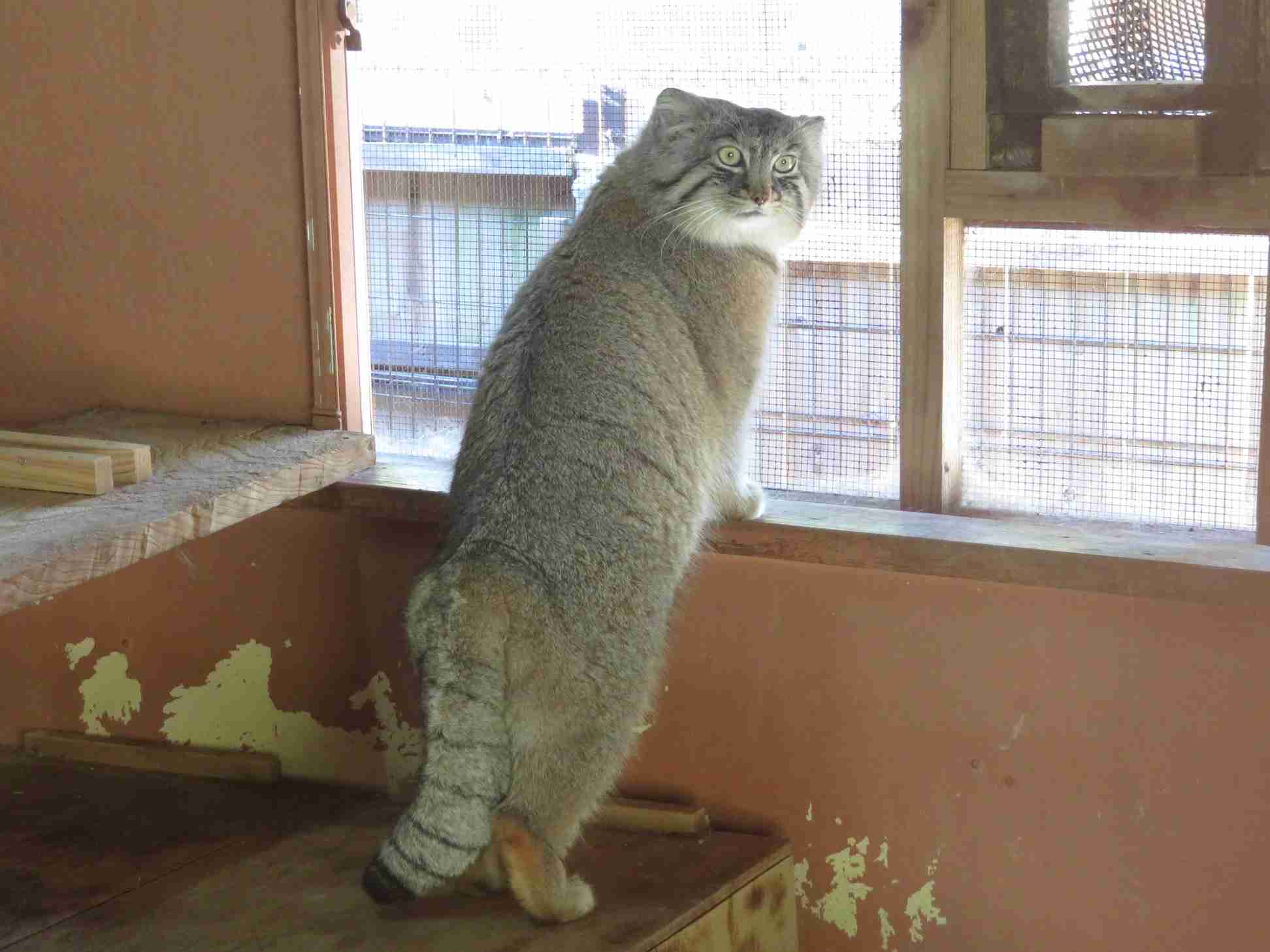 セクシーポーズな動物画像を笑いながら愛でるトピ