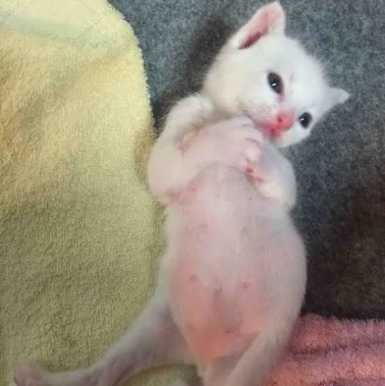 セクシーポーズな動物画像を笑いながら愛でるトピ