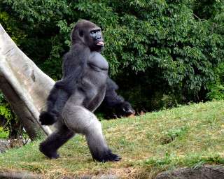 セクシーポーズな動物画像を笑いながら愛でるトピ