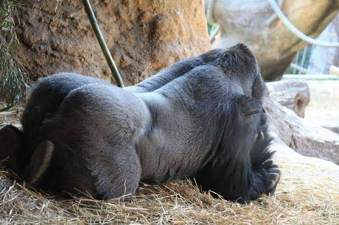 セクシーポーズな動物画像を笑いながら愛でるトピ