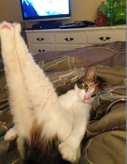 セクシーポーズな動物画像を笑いながら愛でるトピ
