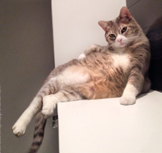 セクシーポーズな動物画像を笑いながら愛でるトピ