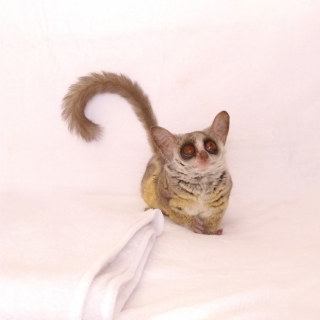 飼ってみたいペットを書くと、飼ってる人がアドバイスしてくれるトピ