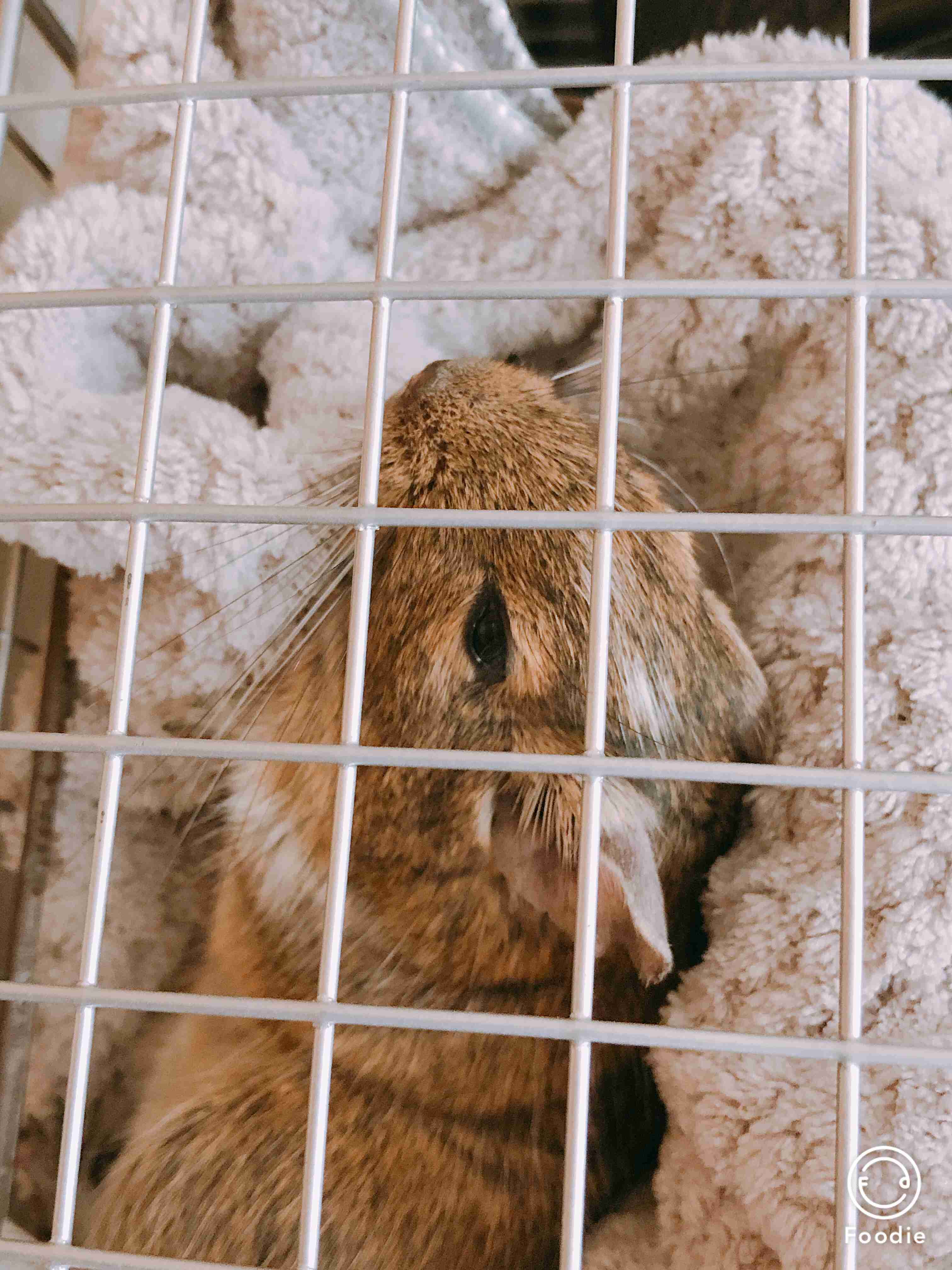 飼ってみたいペットを書くと、飼ってる人がアドバイスしてくれるトピ