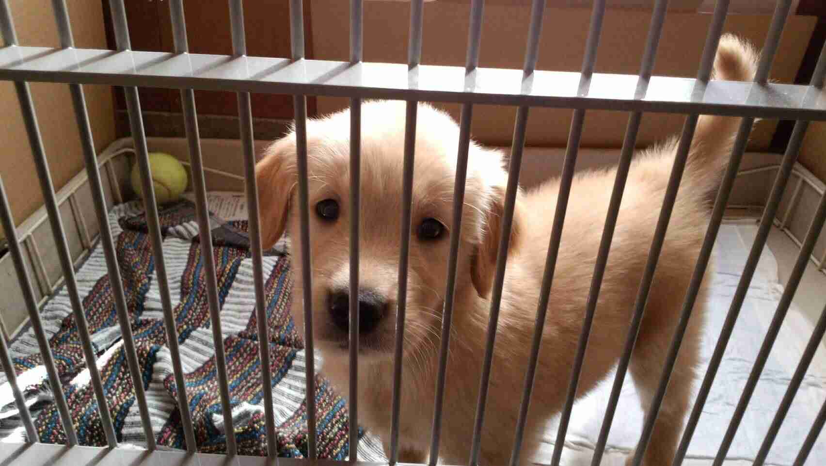 飼ってみたいペットを書くと、飼ってる人がアドバイスしてくれるトピ