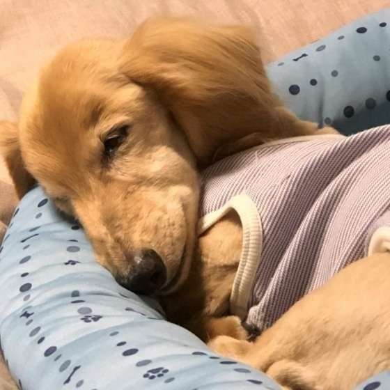 飼ってみたいペットを書くと、飼ってる人がアドバイスしてくれるトピ