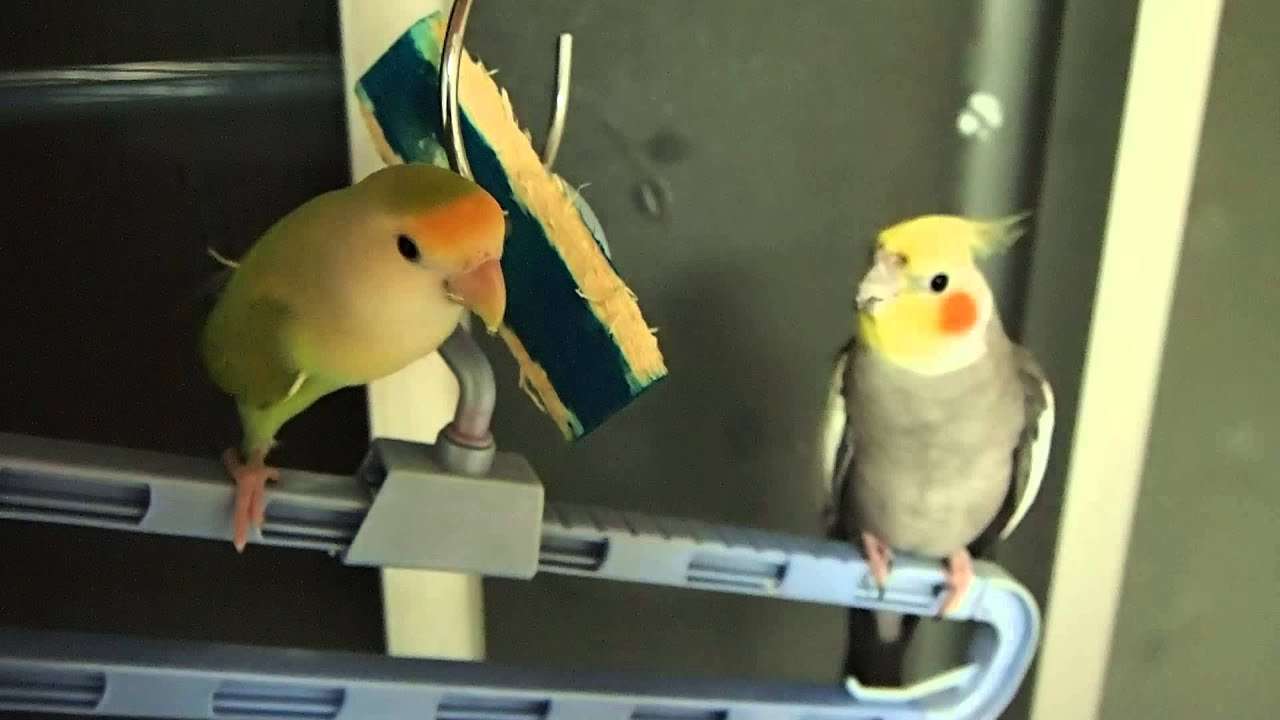 飼ってみたいペットを書くと、飼ってる人がアドバイスしてくれるトピ