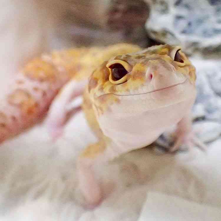 飼ってみたいペットを書くと、飼ってる人がアドバイスしてくれるトピ