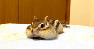 飼ってみたいペットを書くと、飼ってる人がアドバイスしてくれるトピ