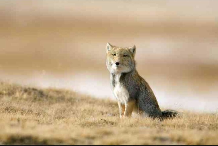 「残さず食べなさい」被害者の会