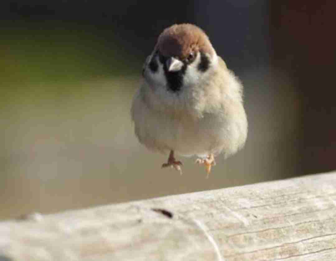 スズメが好きな人 ガールズちゃんねる Girls Channel