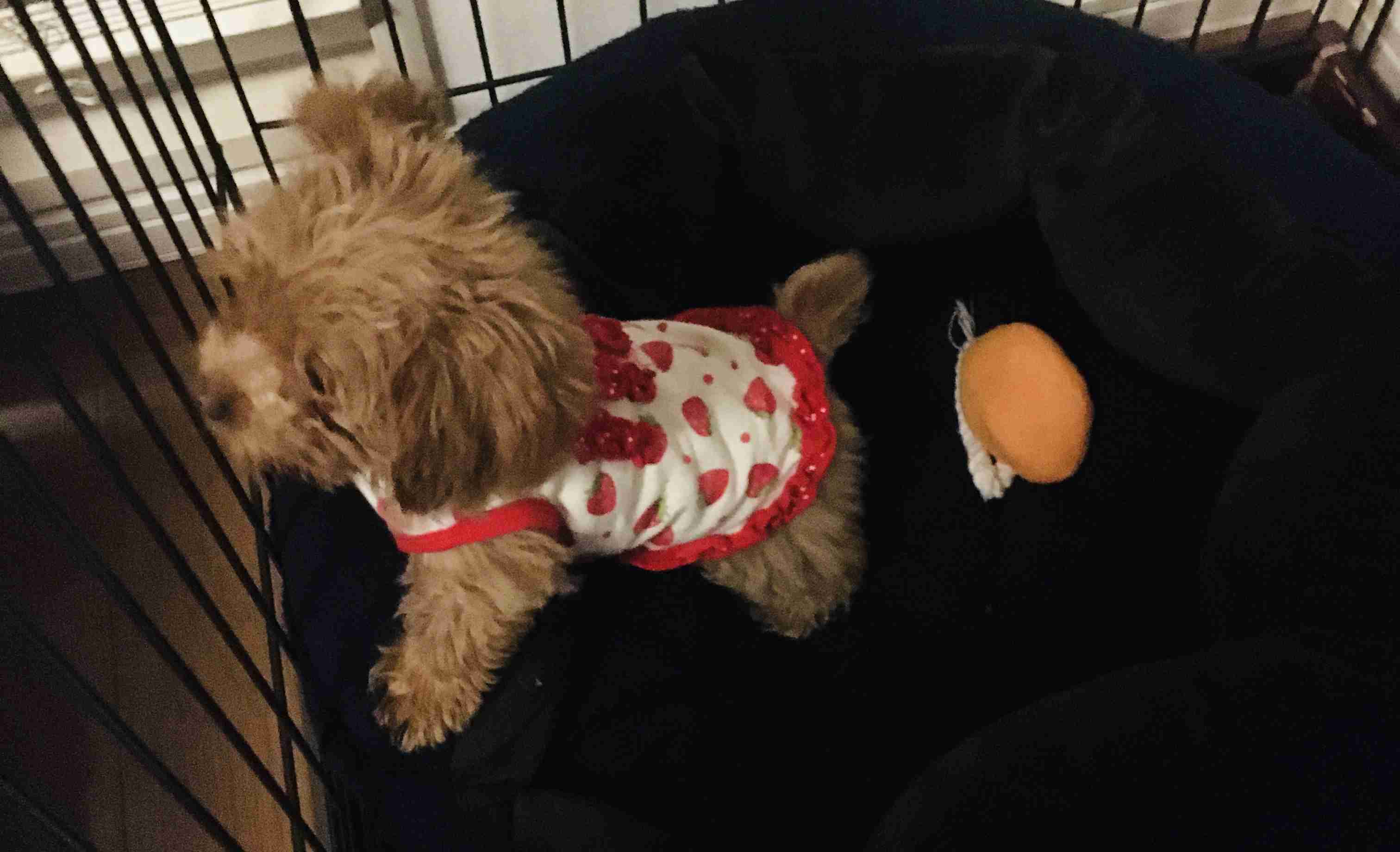 ペットの名前と由来を教えて