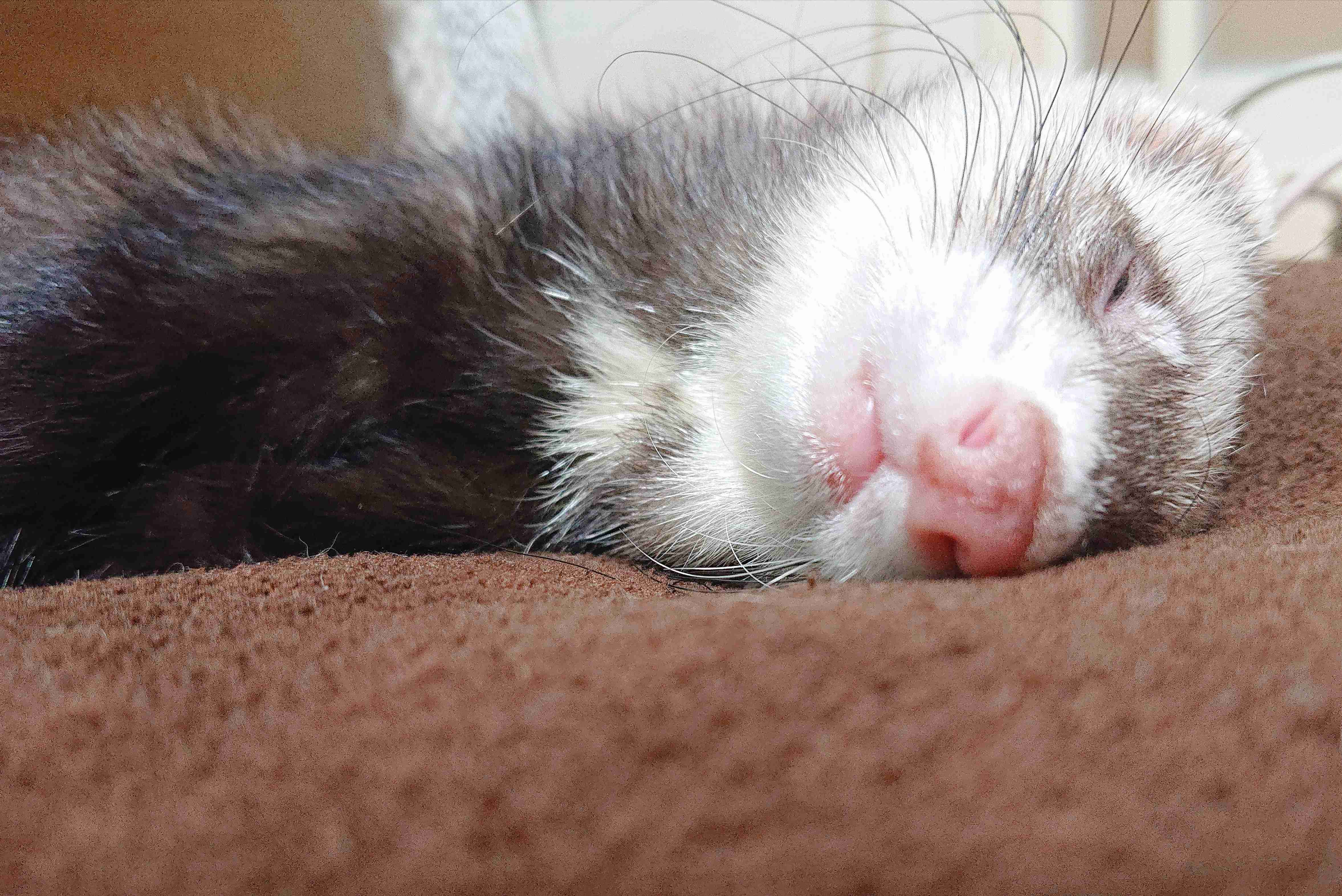 ペットの名前と由来を教えて