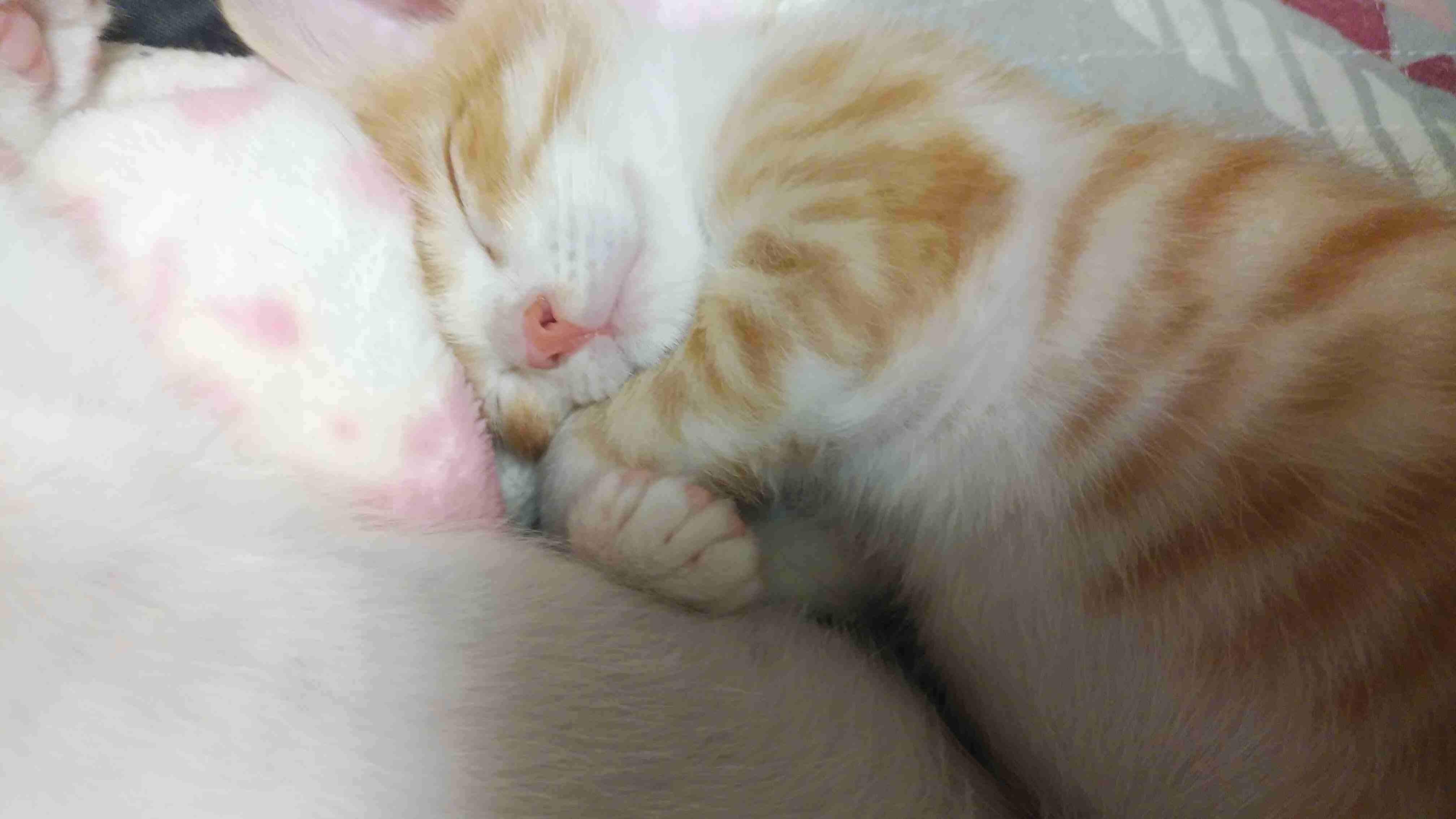 ペットの名前と由来を教えて