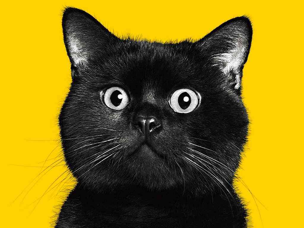 ペットの名前と由来を教えて