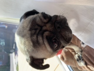 ペットの名前と由来を教えて