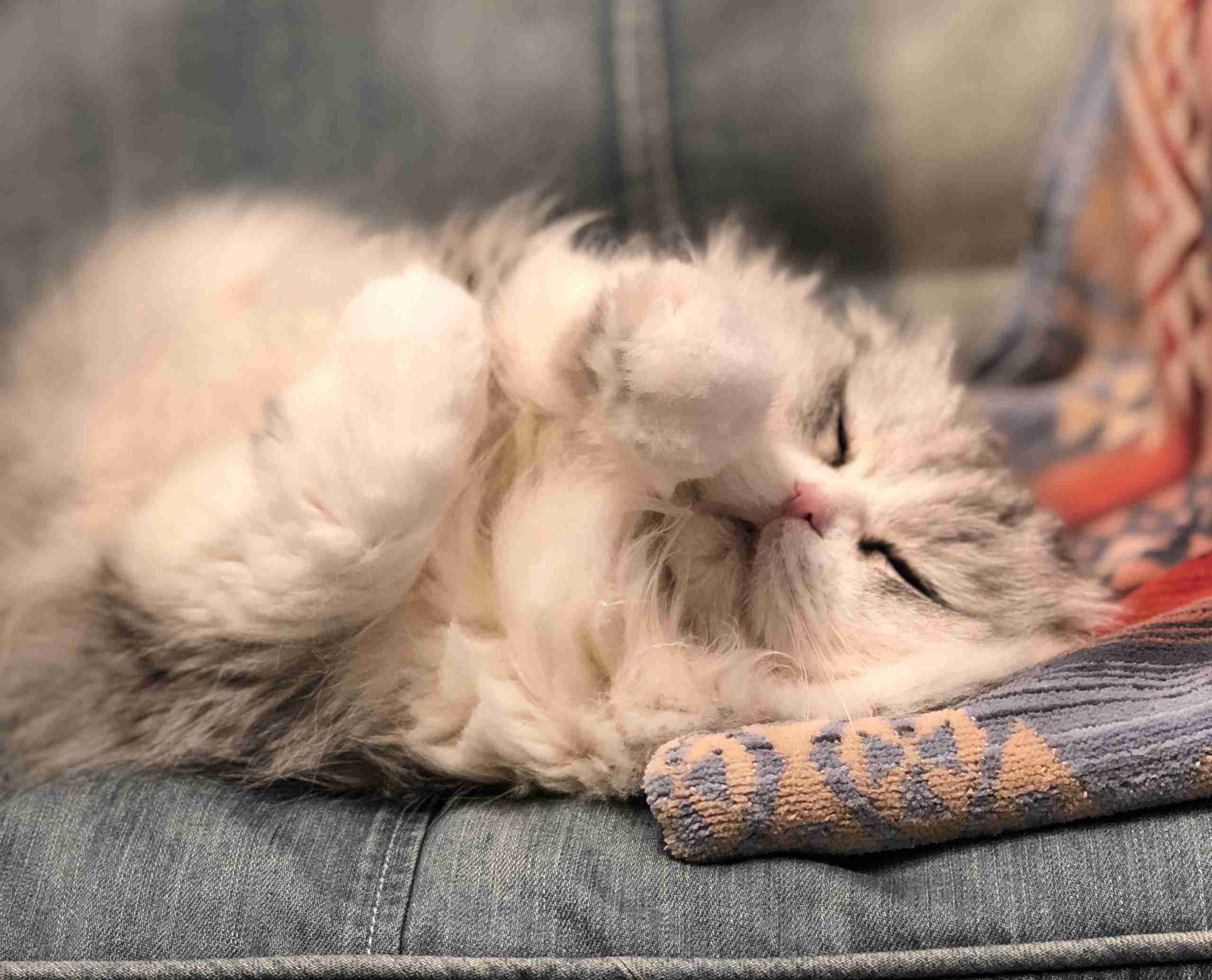 ペットの名前と由来を教えて