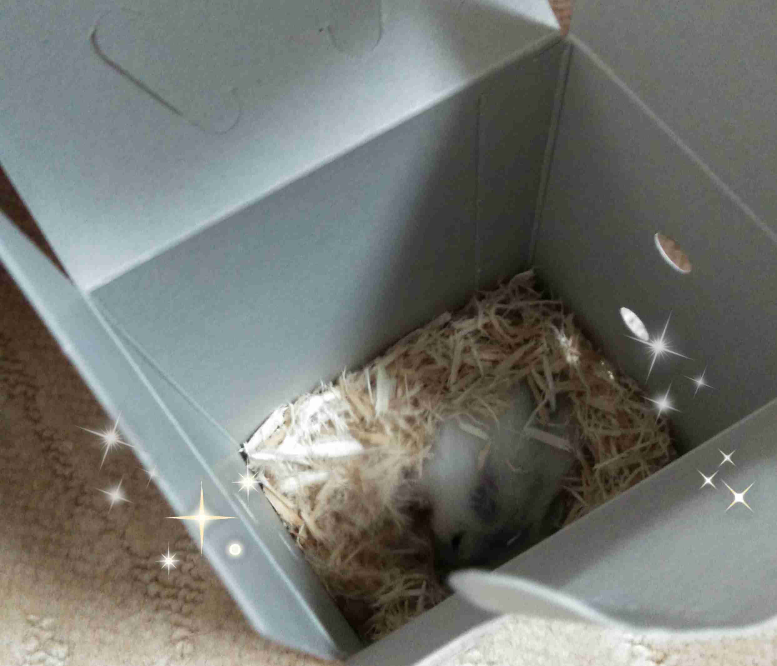 ペットの名前と由来を教えて