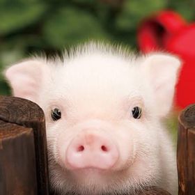 ペットの名前と由来を教えて