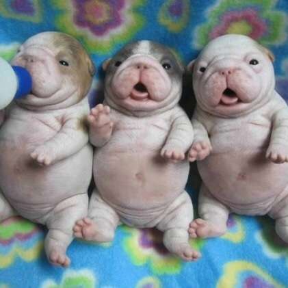 ペットの名前と由来を教えて