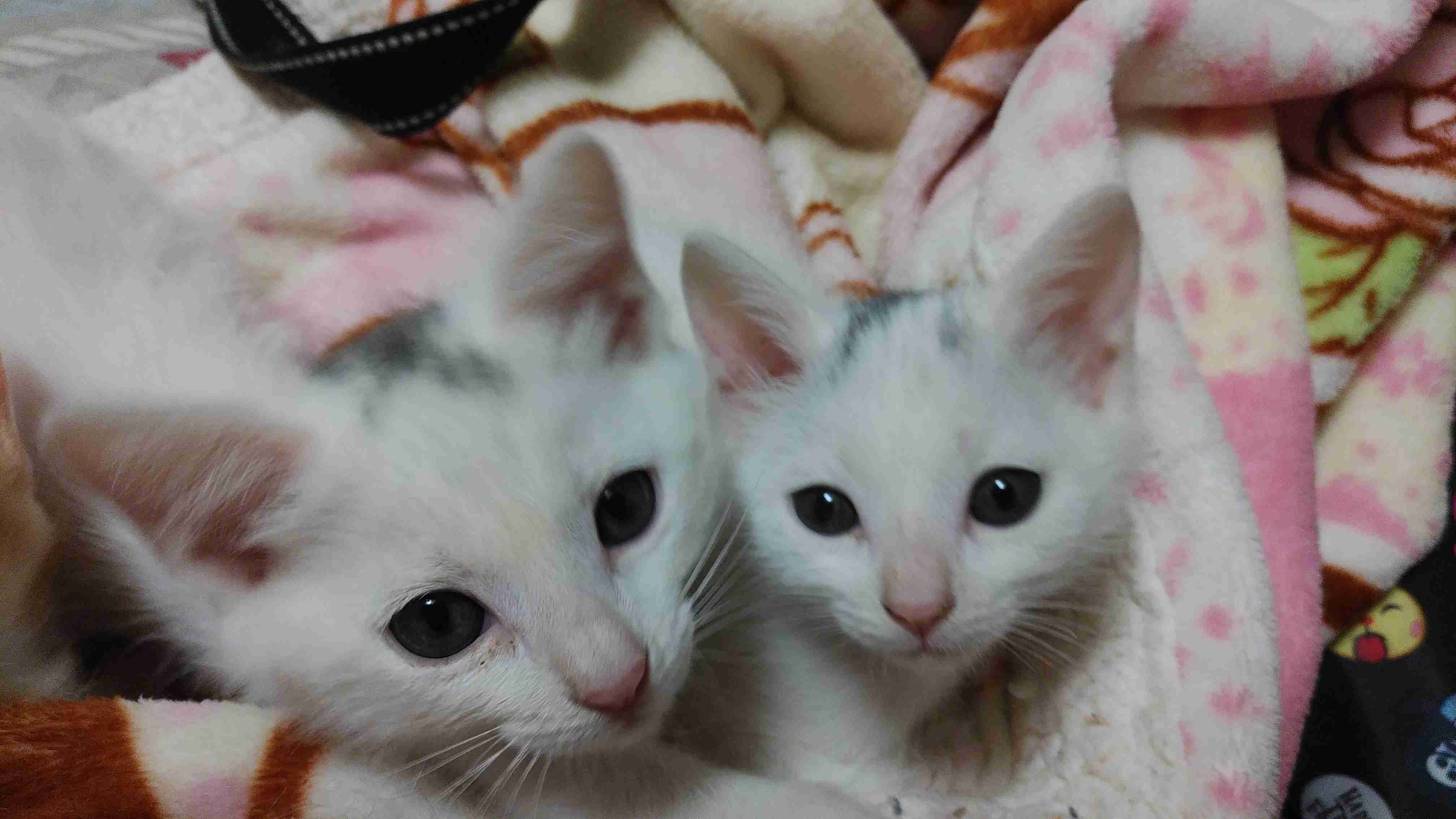 ペットの名前と由来を教えて