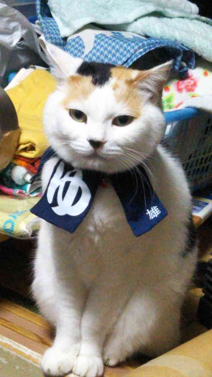 ペットの名前と由来を教えて