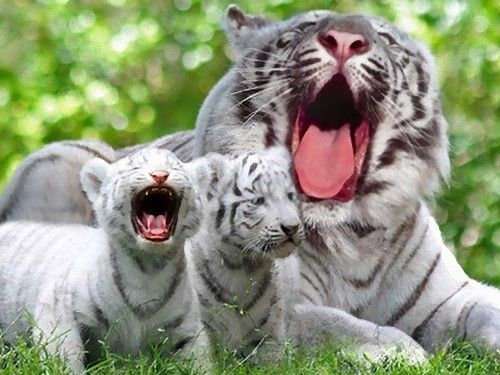 猫科の動物貼るトピ
