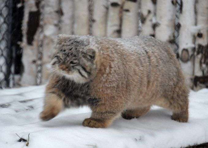 猫科の動物貼るトピ