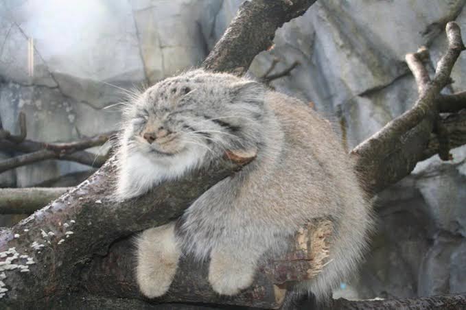 猫科の動物貼るトピ