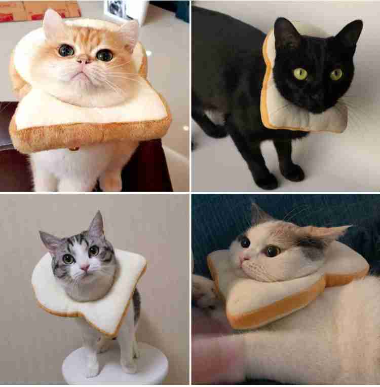 猫科の動物貼るトピ