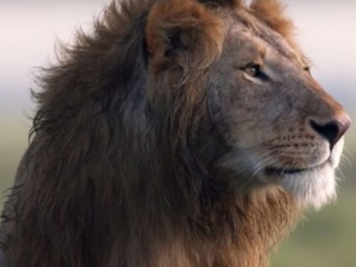 猫科の動物貼るトピ