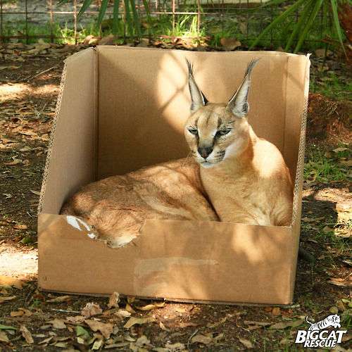 猫科の動物貼るトピ