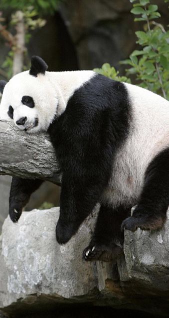 【画像】パンダ好き集まれPart3