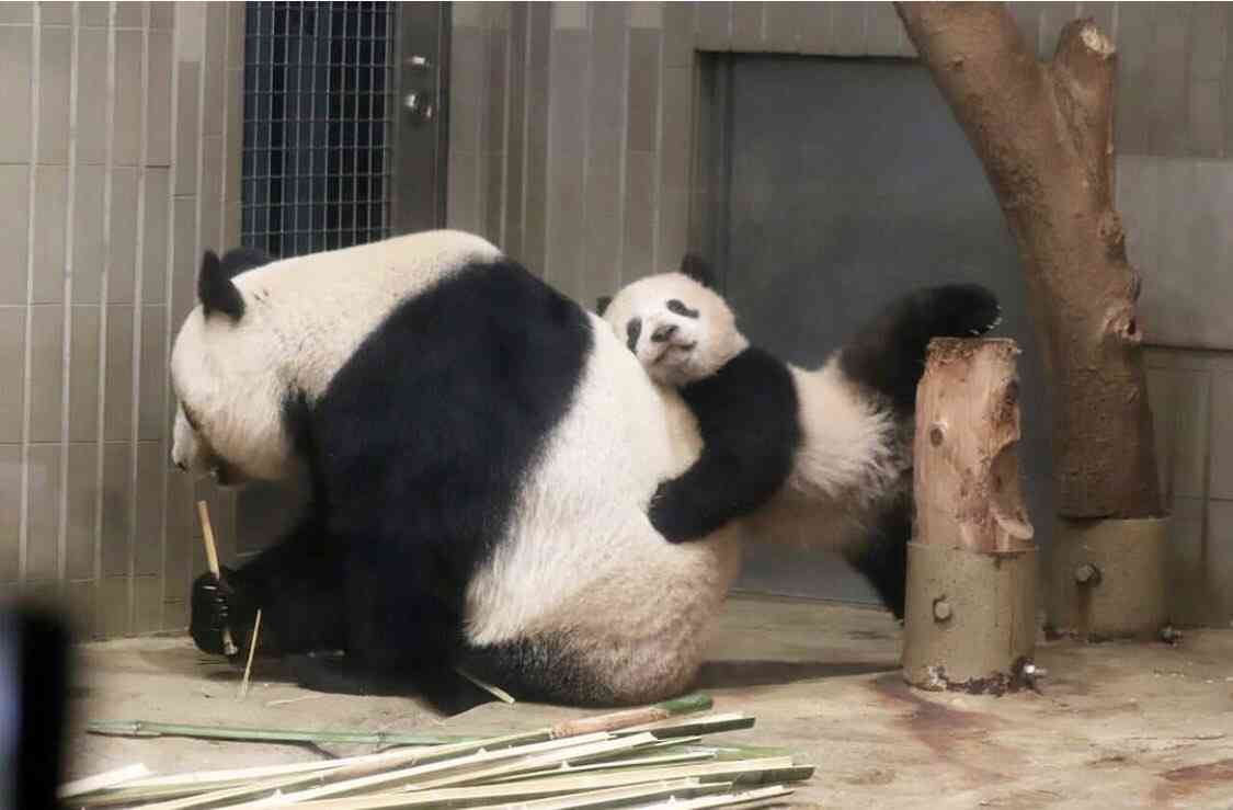 【画像】パンダ好き集まれPart3