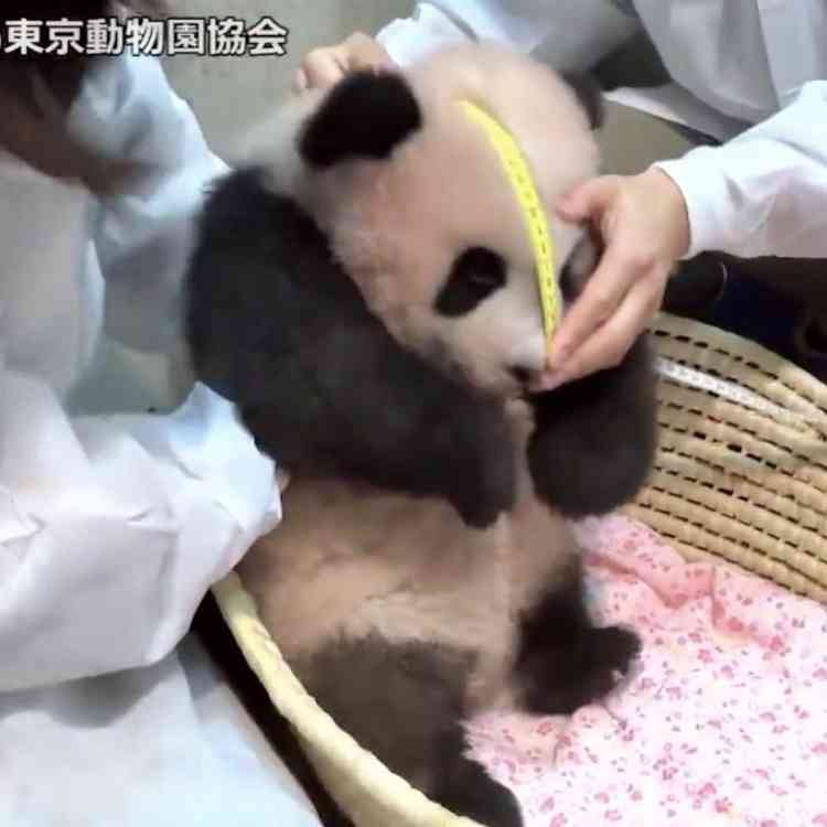 【画像】パンダ好き集まれPart3