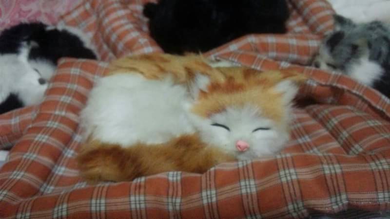 ごめん、私この画像ガルちゃんで何度も貼ってしまってます!って画像を正直に晒していくトピ