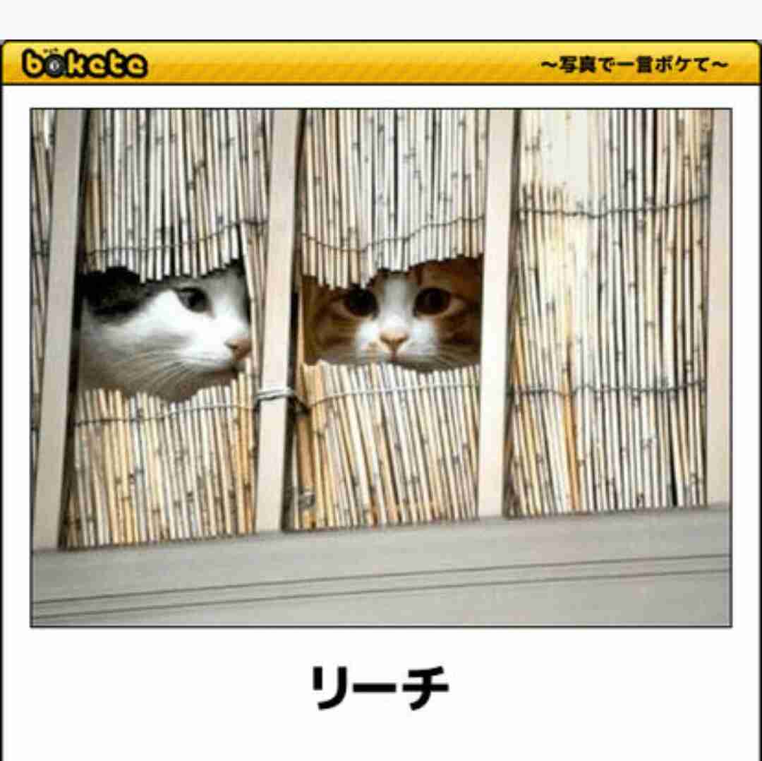 ごめん、私この画像ガルちゃんで何度も貼ってしまってます!って画像を正直に晒していくトピ