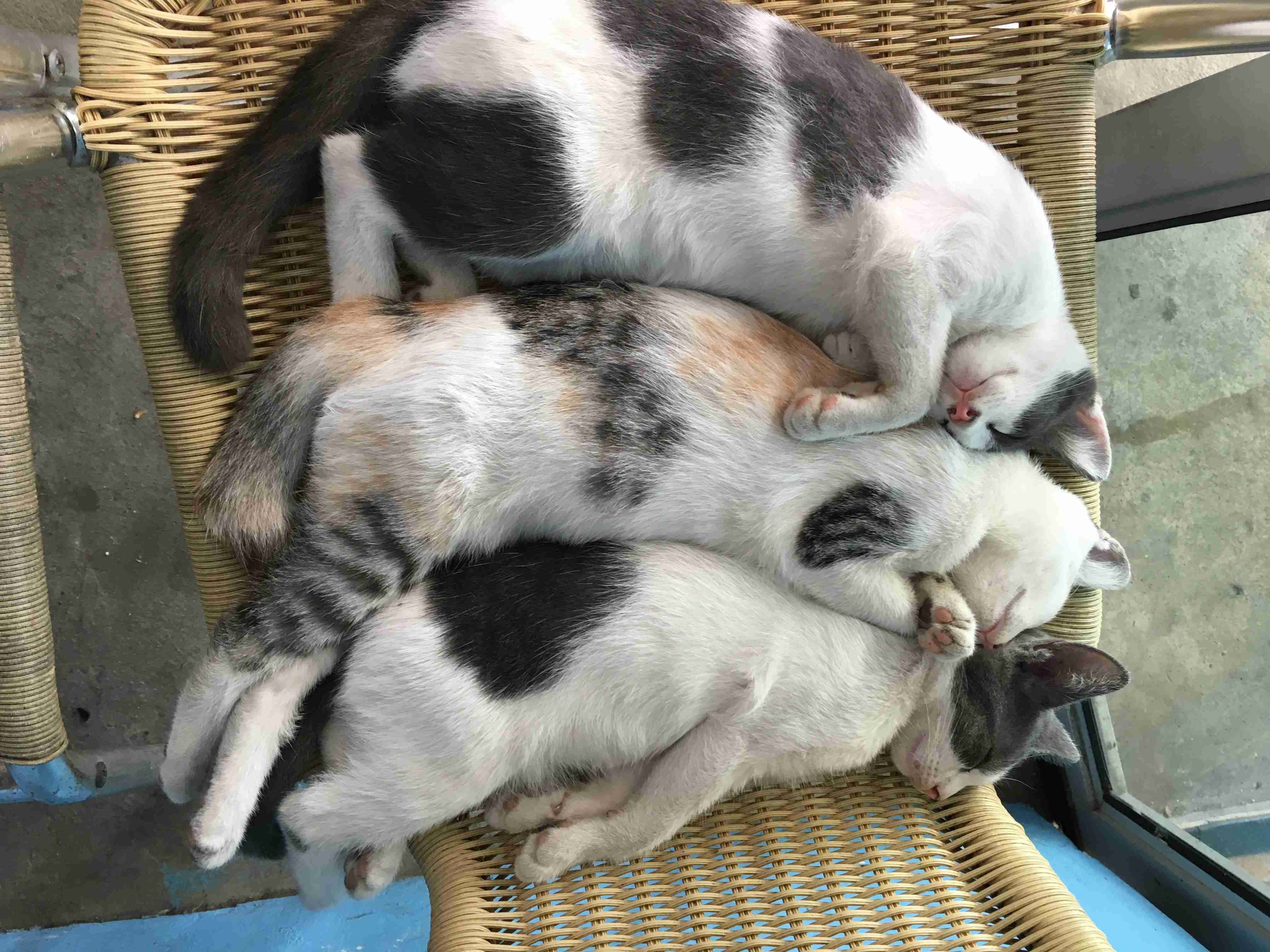 【笑おう】写真下手くそ選手権Part5 【時々ウマイ!もOK!】
