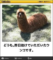 何度見ても秀逸だと思う「bokete」を貼っていくトピpart3