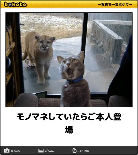 何度見ても秀逸だと思う「bokete」を貼っていくトピpart3