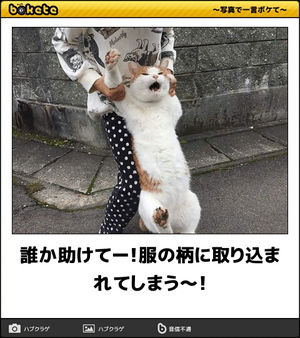 何度見ても秀逸だと思う「bokete」を貼っていくトピpart3