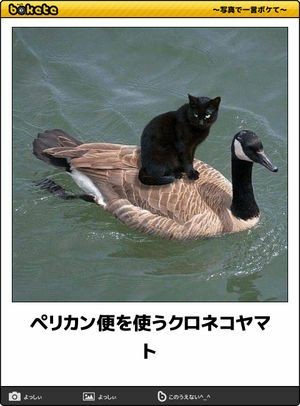 何度見ても秀逸だと思う「bokete」を貼っていくトピpart3